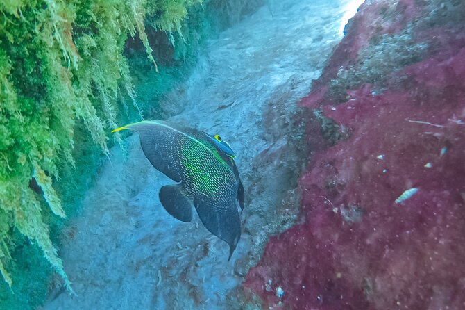 Cenote; Snorkeling and Photos with Colorful Fish - Turtles: what you can expect from the guide’s offer