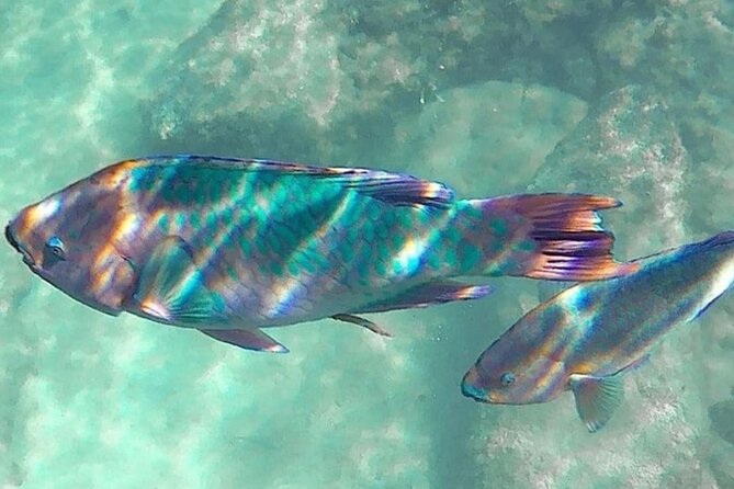 Cenote; Snorkeling and Photos with Colorful Fish - Included snorkeling gear, plus comfort on land