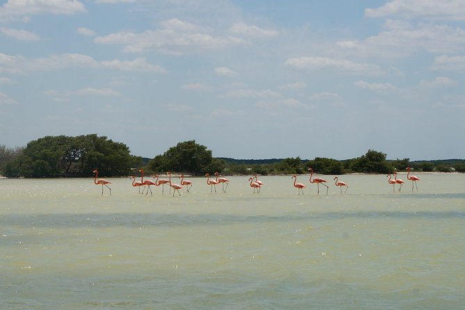 Cenote Suytun & Rio Lagartos & Las Coloradas - Lunch and the 12-hour timeline: where your day gets value
