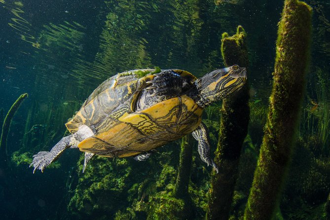 Cenotes snorkeling excursion - Meeting Point vs. Hotel Pickup: How to Start Without Stress
