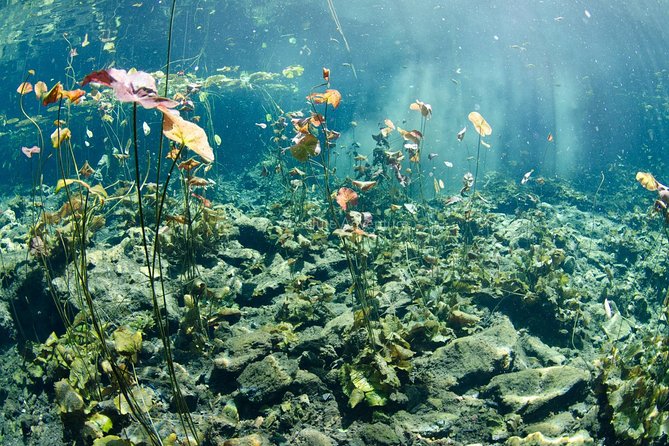 Cenotes Taak Bi Ha & Nicte Ha – VIP Snorkeling Private Tour - Cenote Taak Bi Ha: Underground Cave River and Photo-Ready Stalactites
