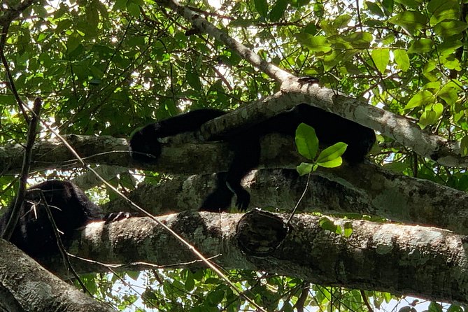Coba Ruins and Punta Laguna Monkey Reserve Day Tour from Tulum - Zipline Over Tropical Scenery: When the Adrenaline Hits