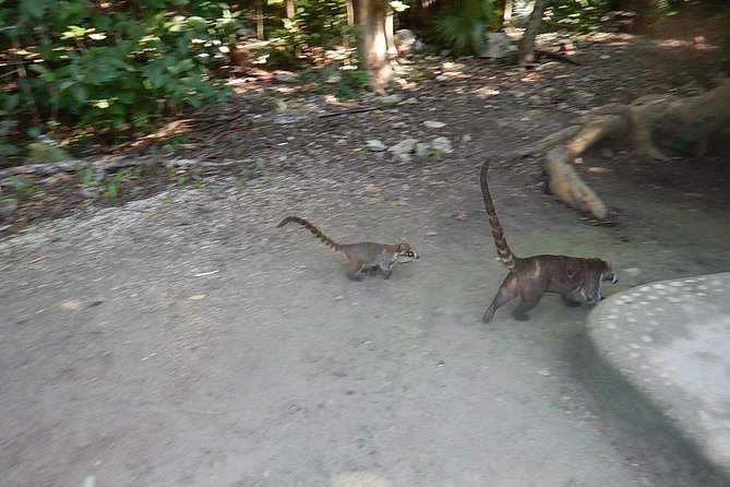 Cobá Ruins Tour (Private, Half Day) - The jungle approach at Cobá: walk or bike, and why it’s worth doing