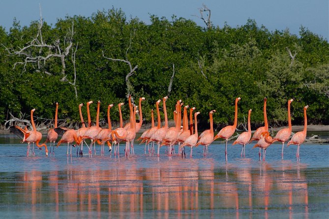 Coloradas Pink Lagoon Adventure from Playa del Carmen and Riviera Maya - Rio Lagartos Nature Reserve: pelicans, boat time, and why it’s worth it