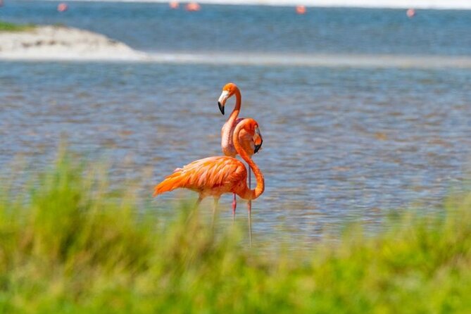 Coloradas Pink Lagoon Adventure from Playa del Carmen and Riviera Maya - Guides and English: what you can expect (and how to help it go well)