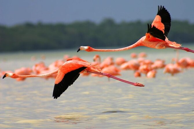 Coloradas Pink Lagoon Adventure from Playa del Carmen and Riviera Maya - Should you book Coloradas Pink Lagoon and Rio Lagartos?