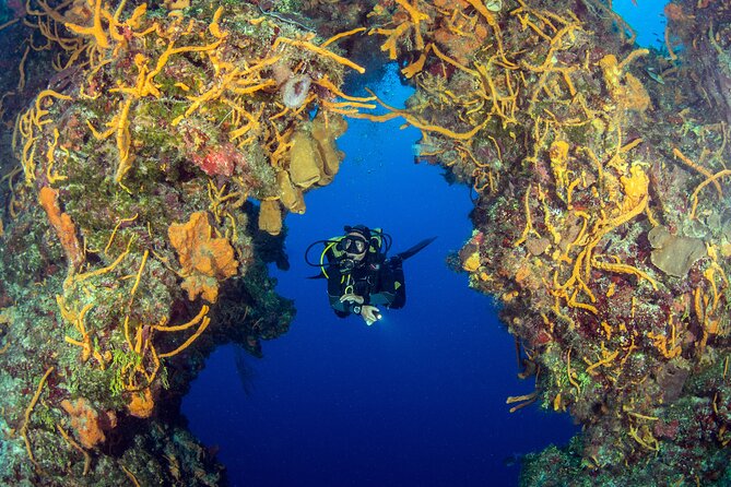 Cozumel Dive Package - Certified Divers from the Riviera Maya (4 dives) - Who This Cozumel Plan Fits Best