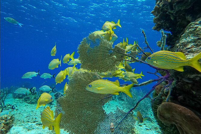 Cozumel Private Yacht and Snorkel with Lunch and Open Bar Onboard - Weather, Timing, and the Things That Can Affect Your Day