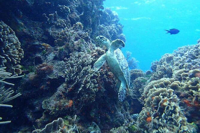 Cozumel Snorkel at El Cielo & 2 Reefs! Transportation from Tulum - Tulum to Cozumel: The Day Plan That Actually Works