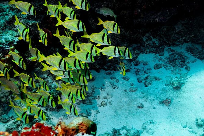 Cozumel Snorkeling Tour from Playa del Carmen - Key things to know before you go