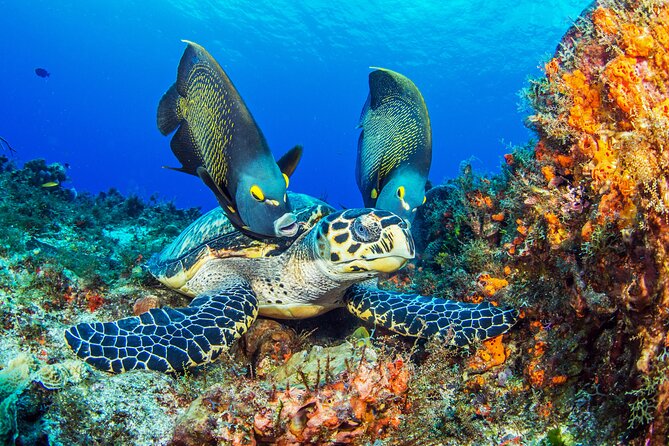 Cozumel Snorkeling Tour from Playa del Carmen - Gear Pickup at Pro Dive Mexico and a Quick Hygiene Checklist