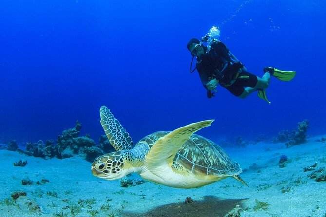 Discover Scuba Diving & Beach Club with Transportation In Riviera Maya - The 45-minute flow: theory first, shallow practice next, then recreational time