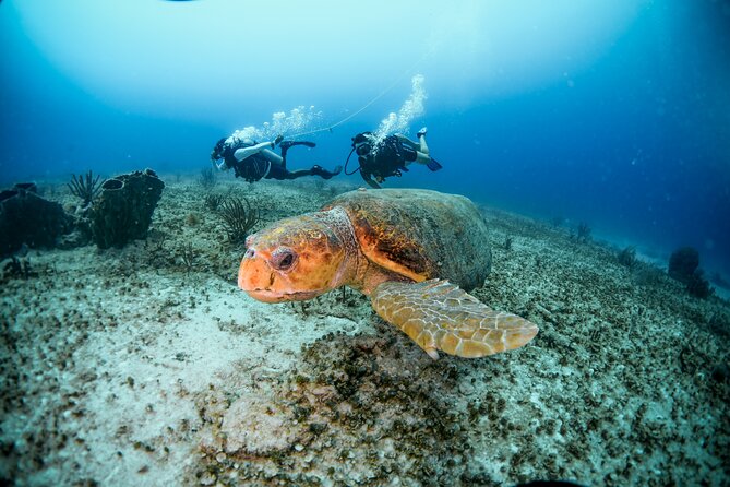 Discover Scuba Diving & Beach Club with Transportation In Riviera Maya - Price reality check: $150 is the basics, dock fee is extra
