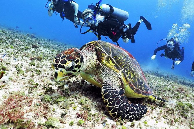 Discover Scuba Diving Course in Playa del Carmen with Two Coral Reef Dives - Two shallow reef sessions: what you see and why two stops help