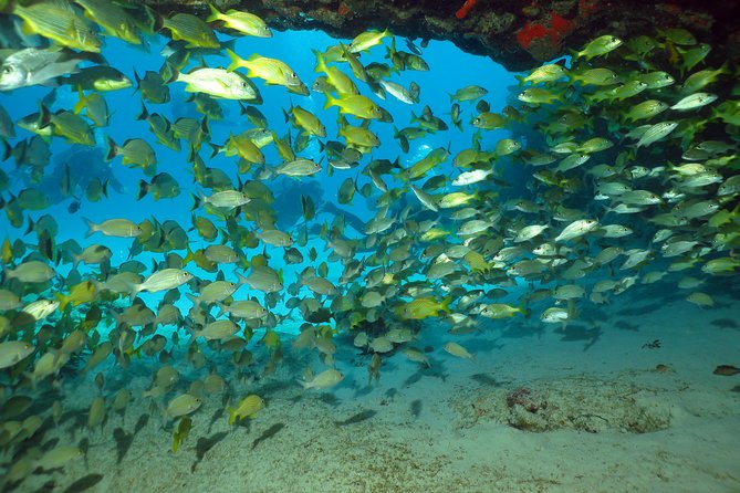 Discover Scuba Diving Course in Playa del Carmen with Two Coral Reef Dives - Price and value: what $169 covers, plus the small extras