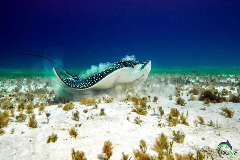 Discover Scuba Diving in Playa del Carmen - 2 dives - Getting ready: forms, health checks, and your pre-reef setup