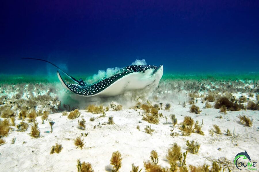 Discover Scuba Diving in Playa del Carmen - 2 dives - What to watch for: fish, turtles, rays, and small surprises