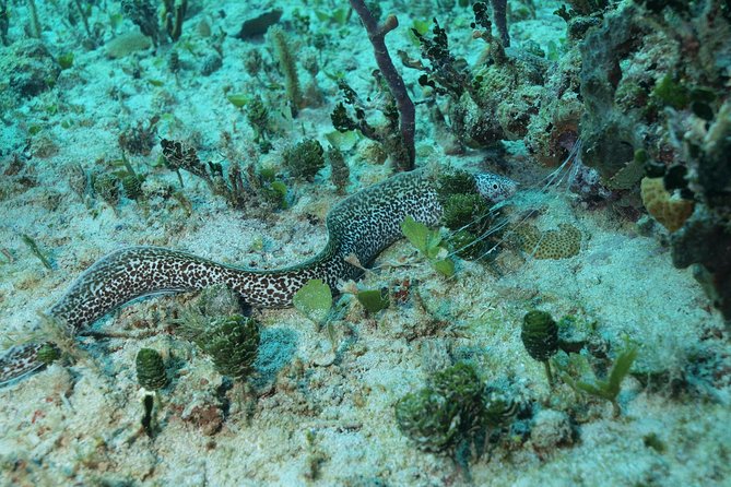 Discover Scuba Diving PADI in Playa del Carmen including underwater video - Price and What the $200 Gets You