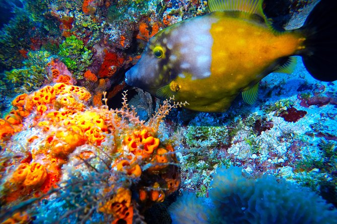 Discover Scuba Diving PADI in Playa del Carmen including underwater video - Pool Practice: Where Confidence Gets Built Fast