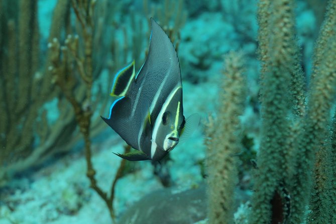 Discover Scuba Diving PADI in Playa del Carmen including underwater video - The Two Ocean Sessions at Diversland: What You’ll See and Feel