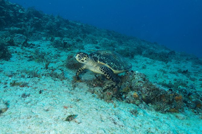 Discover Scuba Diving PADI in Playa del Carmen including underwater video - Transportation, Equipment, and Included Details That Reduce Stress