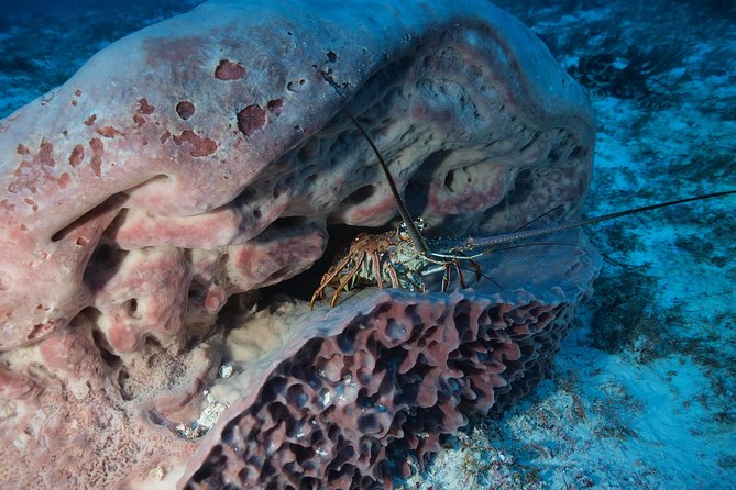Discover Scuba Diving PADI in Playa del Carmen including underwater video - Who This Works Best For (And Who Should Take Extra Care)