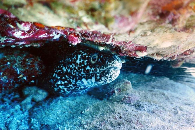 Diving in Cancun Underwater Museum of Art - Gear, certification, and health rules you should not ignore