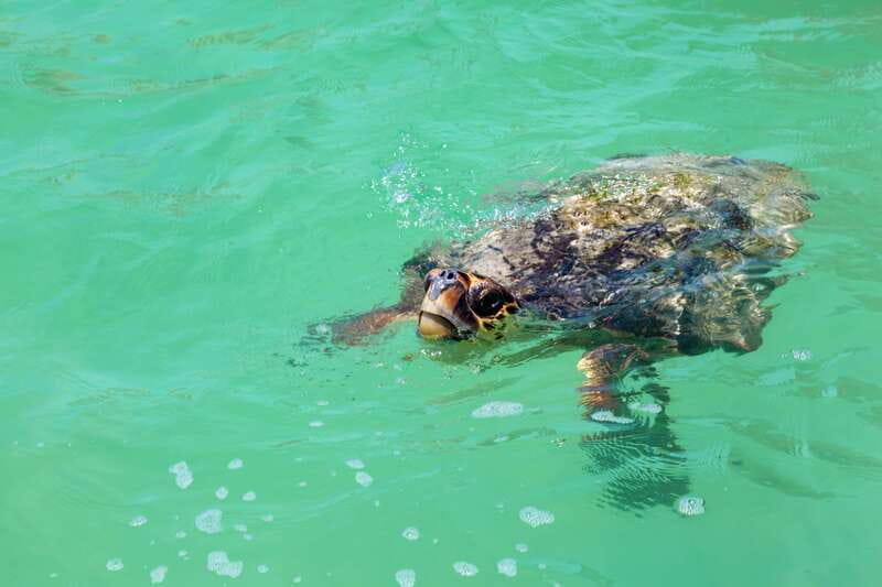 Exclusive Full Day Nature Expedition in Sian Ka'an - Guide Style and Animal Seeing: What to Expect on Your Day