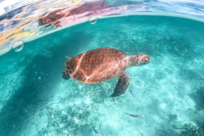 Exotik half a day tour: Cenote Cave and Swimming with Sea Turtles - Akumal Beach Sea Turtles: Snorkel Rules, Waves, and How Turtles Show Up