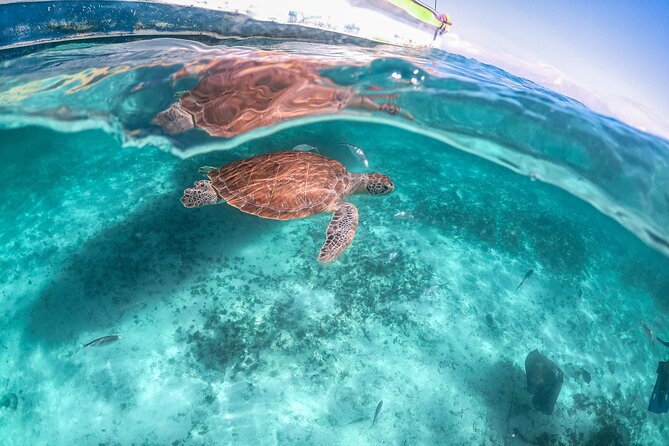 Exotik half a day tour: Cenote Cave and Swimming with Sea Turtles - How Hard Is It, Really? Swim Comfort and Moderate Fitness