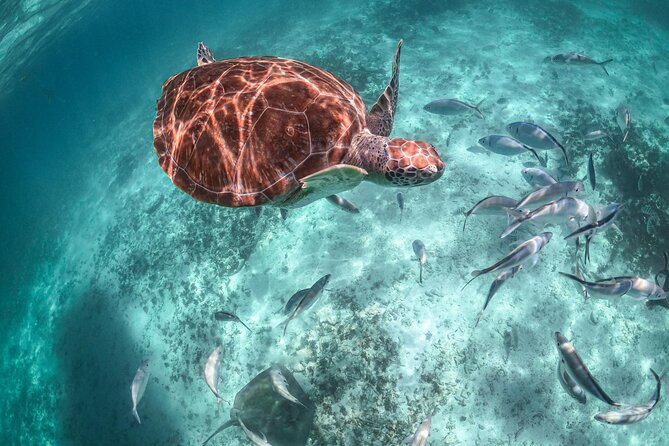 Exotik half a day tour: Cenote Cave and Swimming with Sea Turtles - Best Photo Plan: Cenote Tech Rules and Phone Tips