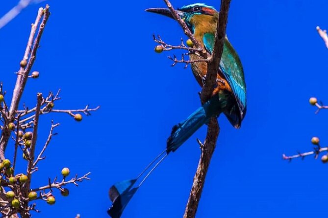 Five Cenotes Jungle Experience in the Riviera Maya - Guides and Communication: Where This Tour Gets Serious