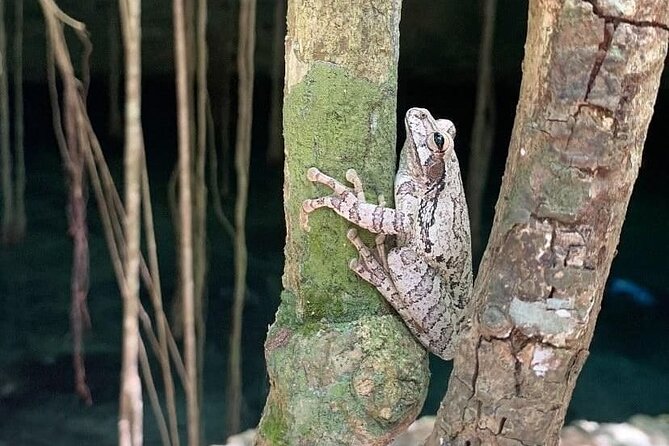 Five Cenotes Jungle Experience in the Riviera Maya - Price and Value: Is $149 a Good Deal?