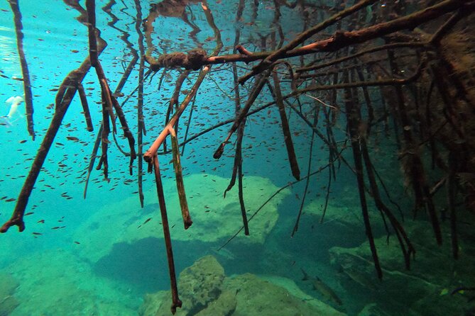 Freediving Intro for Beginners in a Cenote in Tulum Mexico - Who should book this beginner breath-hold intro?