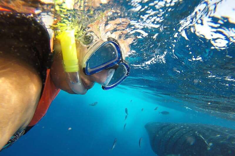 From Playa del Carmen: Whale Shark Tour - Whale Sharks From Playa del Carmen: Why This Tour Feels Like a Bucket List Day
