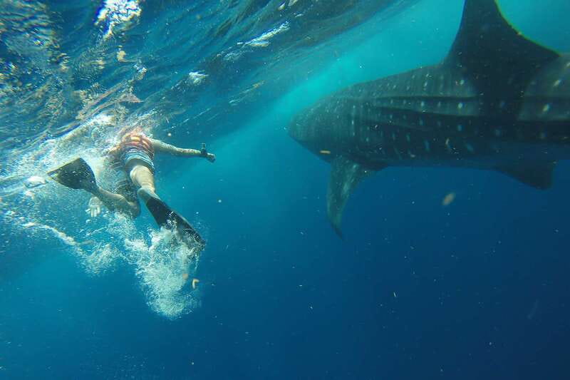 From Playa del Carmen: Whale Shark Tour - Entering the Water With Whale Sharks: Gear, Briefing, and Timing