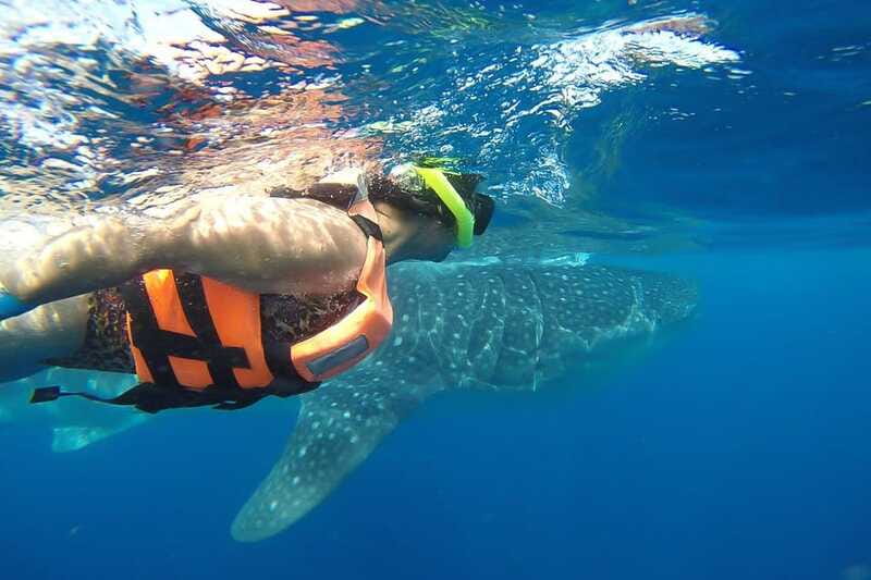 From Playa del Carmen: Whale Shark Tour - Quintana Roo Sea Time: What You’ll Actually Do Out There