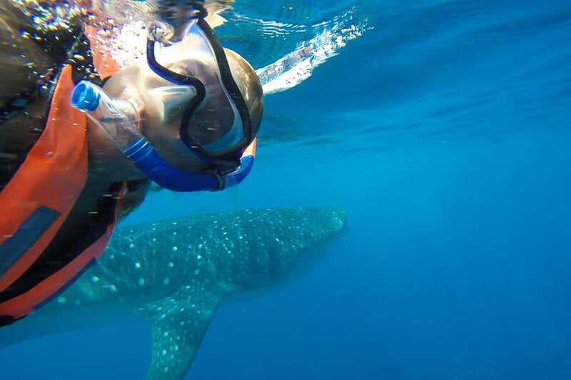From Playa del Carmen: Whale Shark Tour - Isla Mujeres Playa Norte: The Lunch Stop That Turns the Day Into a Vacation