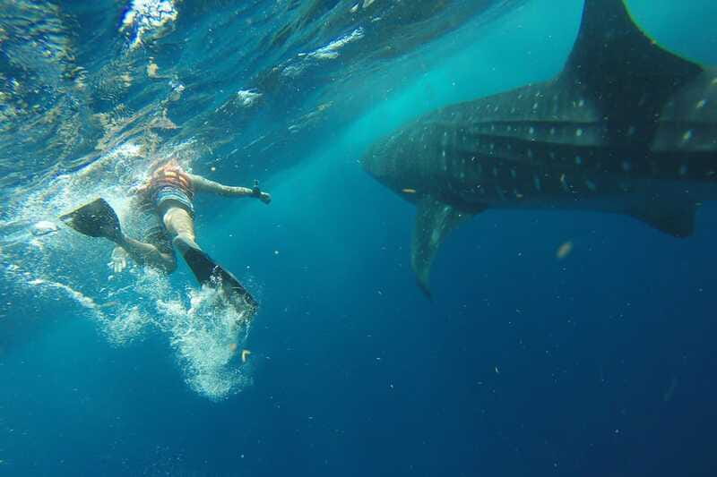 From Playa del Carmen: Whale Shark Tour - Value Check: What You’re Paying (and What Costs Extra)