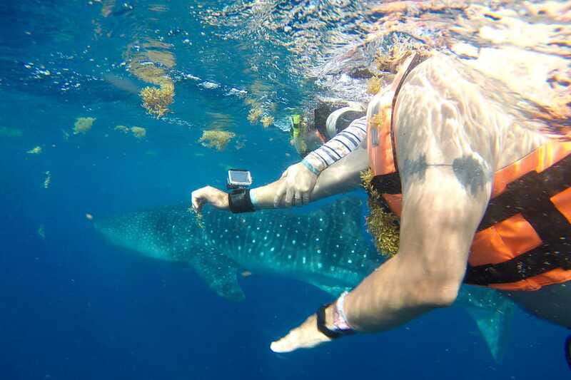 From Playa del Carmen: Whale Shark Tour - Small Details That Matter: Sun, Comfort, and Group Management