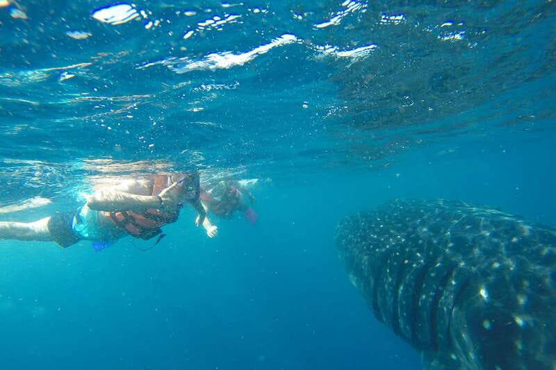 From Playa del Carmen: Whale Shark Tour - Who This Tour Fits Best (and Who Should Skip It)