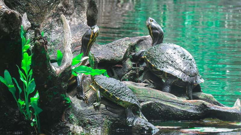 From Riviera Maya: 3 Cenotes Adventure Tour with Lunch - Cenotes in One Day: how this 6-hour route stays fun