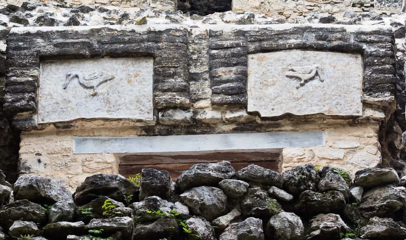 From Riviera Maya : Sian Ka'an Muyil Birdwatching with Guide - Bird Species Chances and Real Expectations