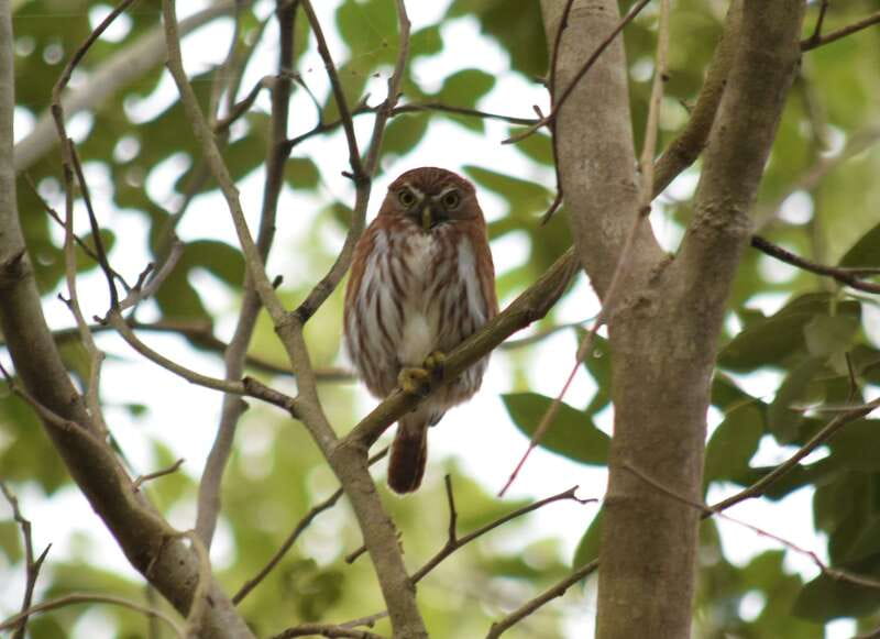 From Riviera Maya : Sian Ka'an Muyil Birdwatching with Guide - Muyil Archaeological Zone: Guided Birdwatching With Photo Stops