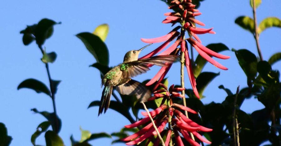 From Riviera Maya : Sian Ka'an Muyil Birdwatching with Guide - Flooded Jungle and the Boardwalk to a Freshwater Lagoon