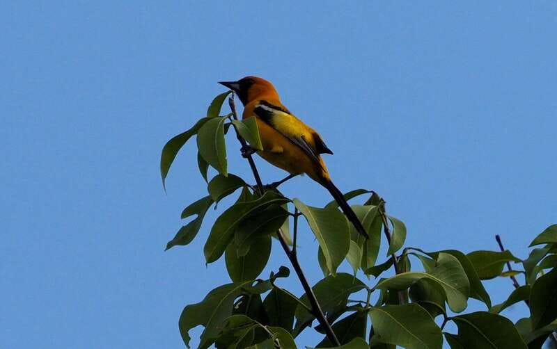 From Riviera Maya : Sian Ka'an Muyil Birdwatching with Guide - Guides, Group Size, and Why Small Numbers Matter
