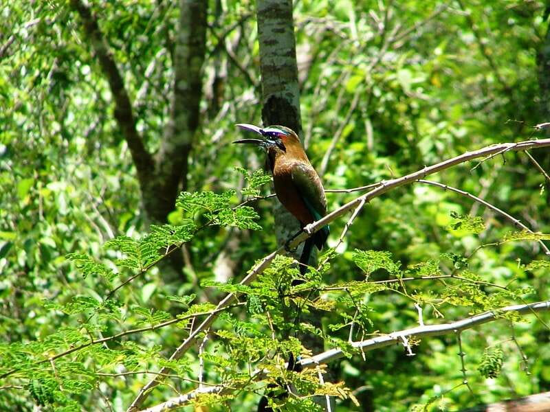 From Riviera Maya : Sian Ka'an Muyil Birdwatching with Guide - Meeting in Muyil: First Birdwatch Walk in a Mayan Community