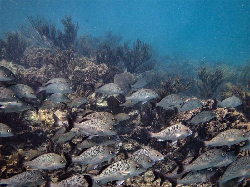 From Riviera Maya: Snorkeling & Private Cenote Half-Day Tour - Eco-minded rules that keep the water healthier (and your day smoother)