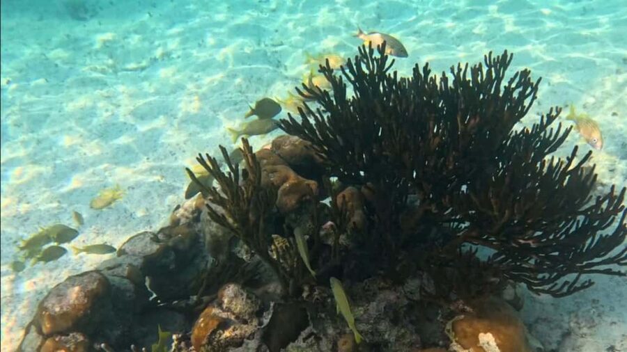From Riviera Maya: Tulum, Cenote, & Akumal Turtle Swim Trip - Price and value: is $121 a good deal here?