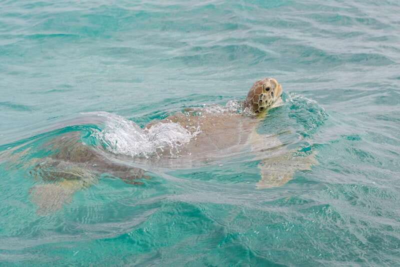From Tulum: Sian Kaan Boat Trip Adventure with Lunch - Photo stop, swimming, then Punta Allen lunch: the day balances out
